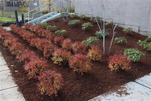 new landscaping outside the Phase 4 building